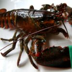 Comment décongeler un homard cru ?