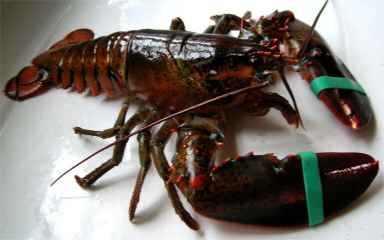 Comment décongeler un homard cru ?