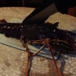 Comment découper une langouste cuite ?