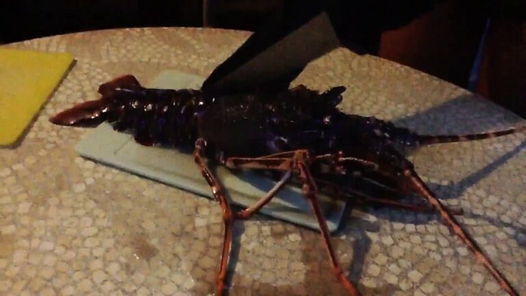 Comment découper une langouste cuite ?