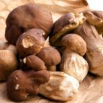 Comment définir un champignon ?