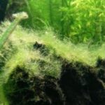 Comment dessaler les algues ?