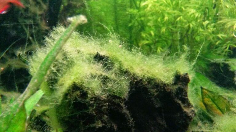 Comment dessaler les algues ? Comment dessaler les algues ?