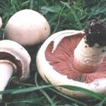 Comment différencier le rosé des prés des autres agarics ?