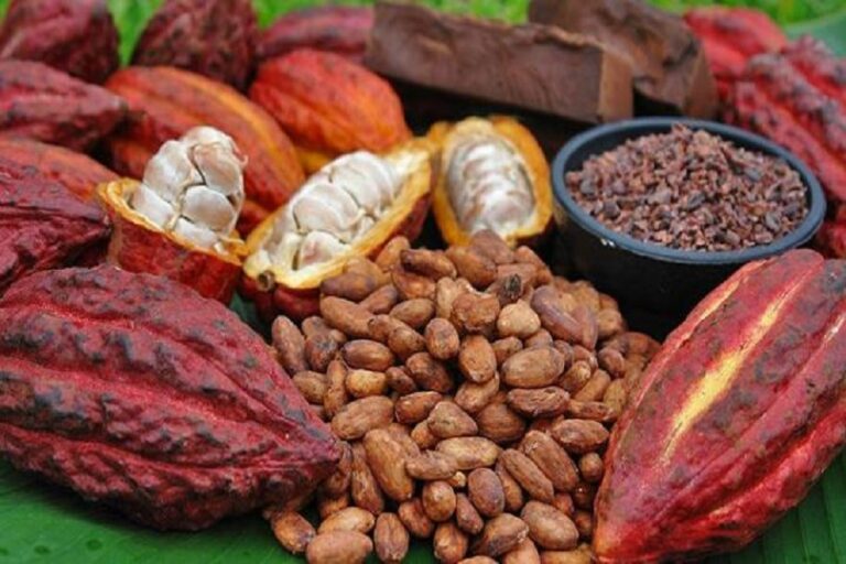 Comment diluer du cacao ?
