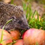 Comment dire hérisson en gitan ?