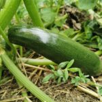 Comment donner courgette DME ?