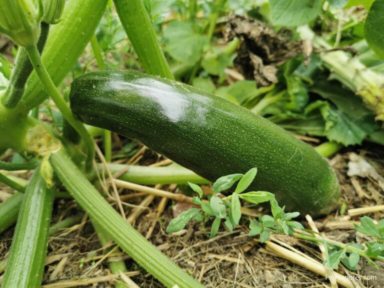 Comment donner courgette DME ? Comment donner courgette DME ?