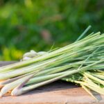 Comment doser la citronnelle ?