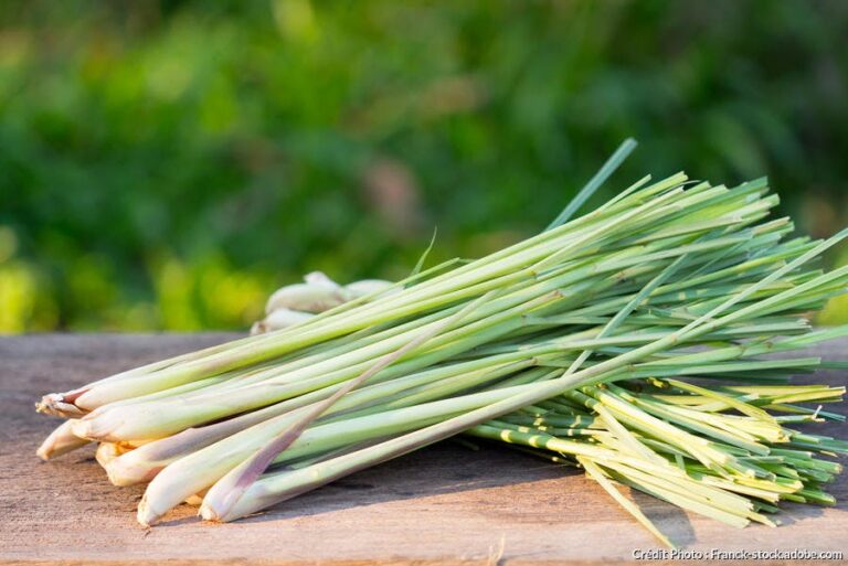 Comment doser la citronnelle ? Comment doser la citronnelle ?
