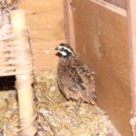 Comment élever des cailles en extérieur ?