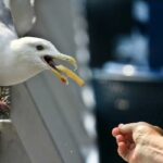 Comment empêcher les cailles de voler ?