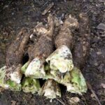 Comment empêcher les endives de verdir ?