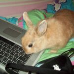 Comment empoisonner un lapin ?