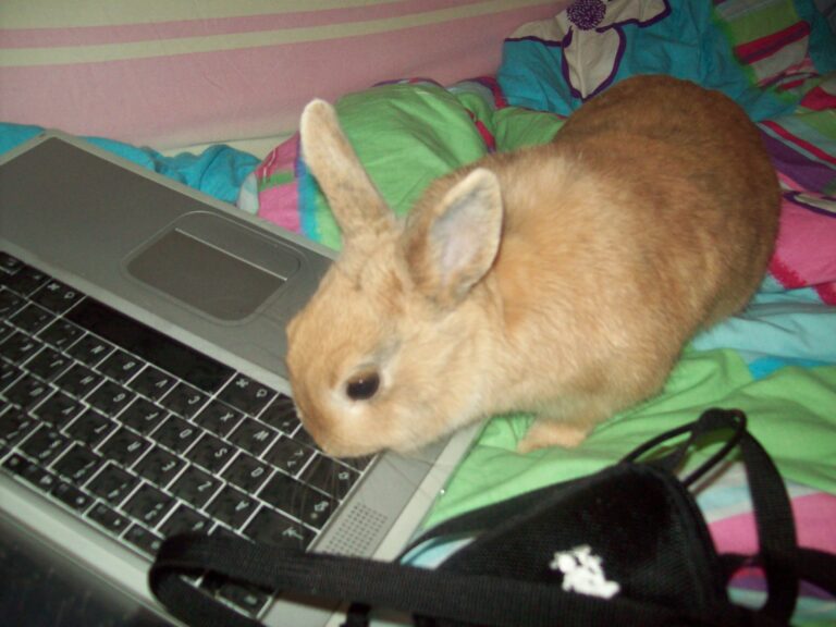 Comment empoisonner un lapin ? Comment empoisonner un lapin ?