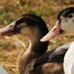 Comment engraisser un canard sans gavage ?