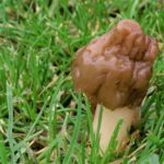 Comment enlever la toxicité des morilles ?