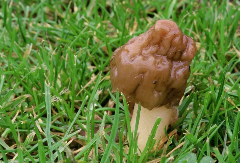 Comment enlever la toxicité des morilles ?