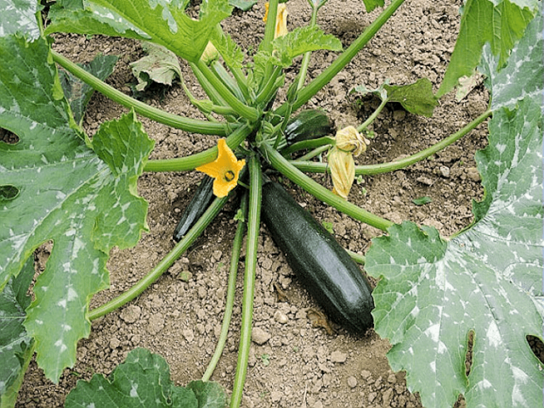 Comment entretenir les plants de courgettes ?
