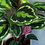 Comment entretenir un calathea Crocata ?