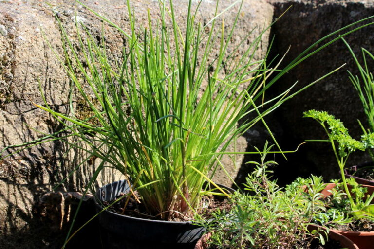 Comment entretenir un pied de ciboulette ?