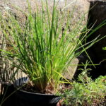 Comment entretenir un pied de ciboulette ?