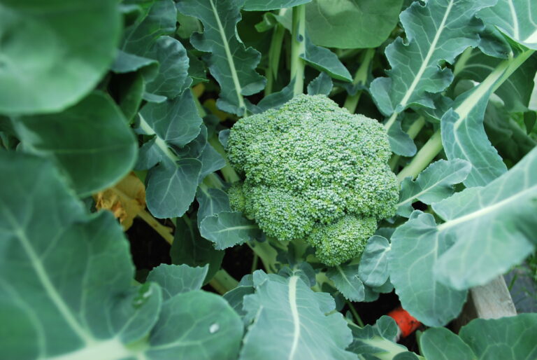 Comment entretenir un plant de brocoli ? Comment entretenir un plant de brocoli ?
