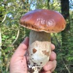 Comment éplucher des cèpes ?