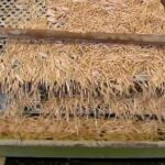 Comment est fait le figatellu ?