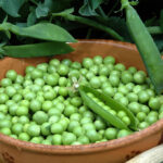 Comment et quand planter le petit pois ?