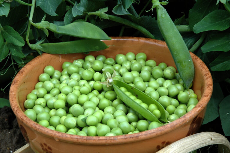 Comment et quand planter le petit pois ?