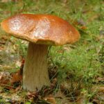 Comment être sûr de trouver des cèpes ?