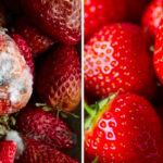 Comment éviter que les fraises pourrissent ?