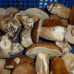 Comment faire blanchir des cèpes ?