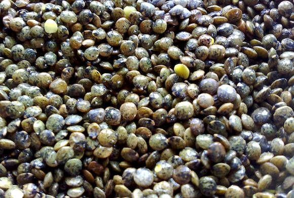 Comment faire cuire les lentilles vertes ?