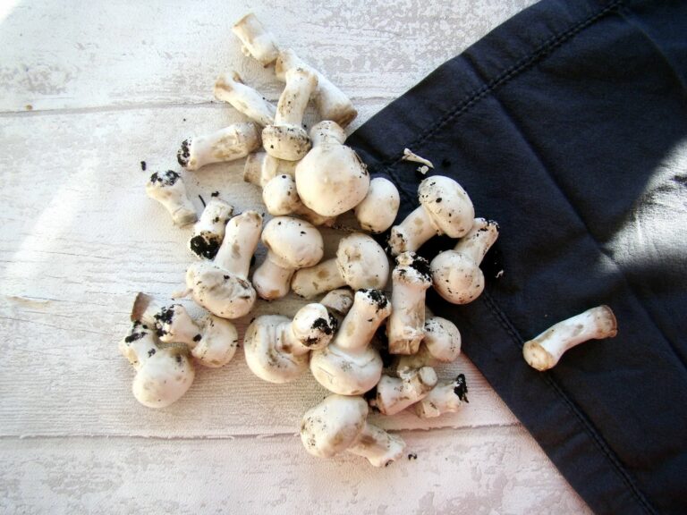 Comment faire dégorger champignons ? Comment faire dégorger champignons ?