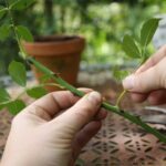 Comment faire des Tiropita ?