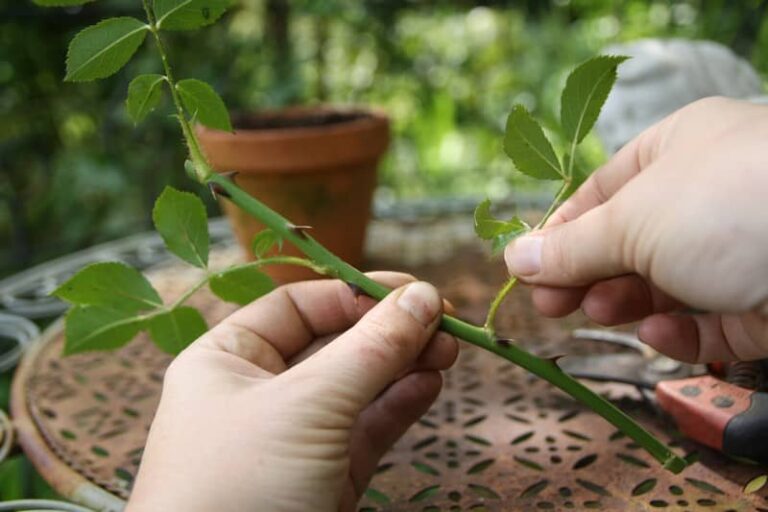 Comment faire des Tiropita ?