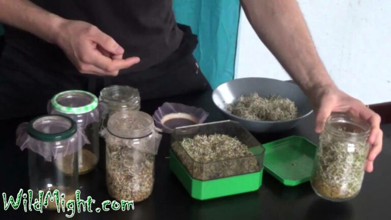 Comment faire des Torti ? Comment faire des Torti ?