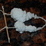 Comment faire des cristaux de sel à la maison ?