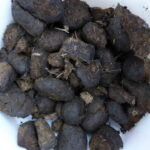 Comment faire des crottes d'âne ?