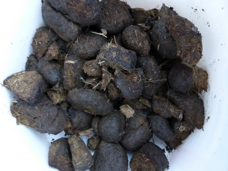 Comment faire des crottes d'âne ?