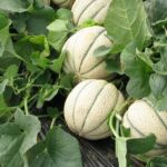 Comment faire des dés de melon ?