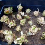 Comment faire des endives Soi-même ?