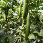 Comment faire des rubans de concombre ?