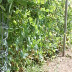 Comment faire des tuteur pour petit pois ?