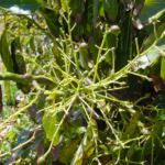 Comment faire fleurir mon avocatier ?