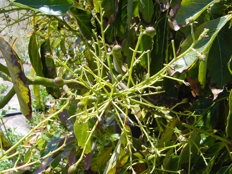 Comment faire fleurir mon avocatier ? Comment faire fleurir mon avocatier ?