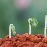 Comment faire germer les graines de brocoli ?