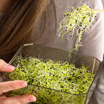 Comment faire germer les graines de concombres ?